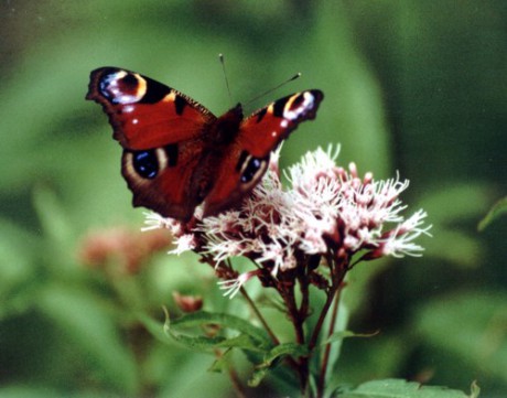Životné prostredie a motýľ